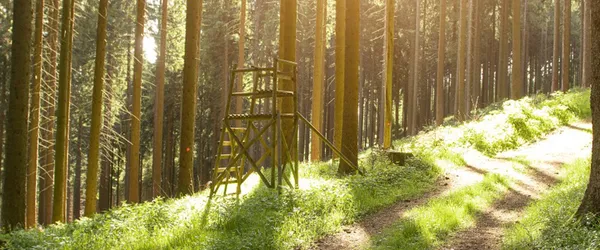 /assets/forest2-CRfmWSOK.webp